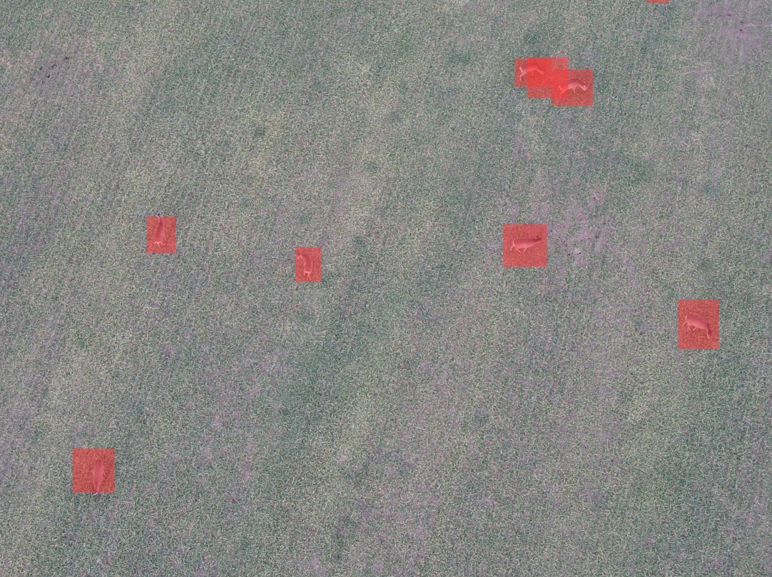 Aerial computer-vision detection of animals in a field